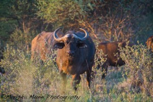 buffalo1