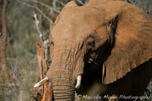 elephant1
