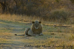lion1